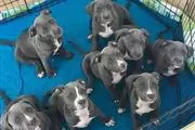 Sweet pitbulls available en Honolulu