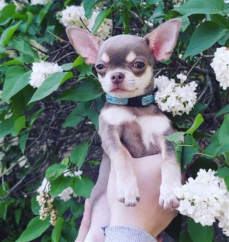 $280 : chihuahua puppies for sale image 1