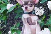 chihuahua puppies for sale en Chicago