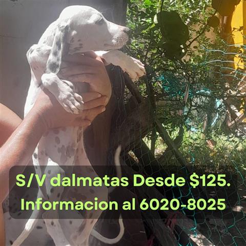 $125 : S/V dalmatas 4 meses de edad image 3