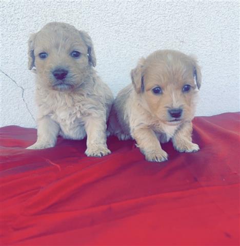 $450 : Perritos Maltipoo image 3