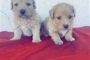 $450 : Perritos Maltipoo thumbnail