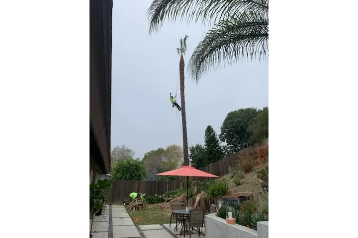 ALEX TREE SERVICE image 7