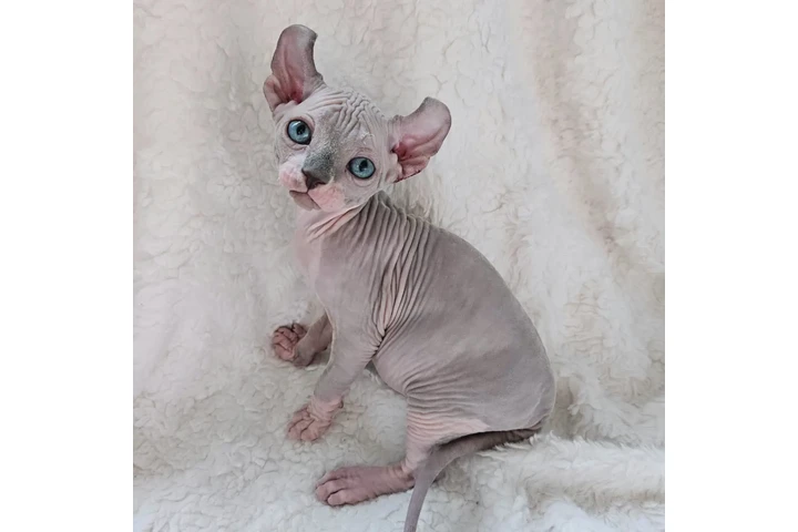 $650 : Sphynx kittens for sale image 3