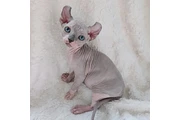 $650 : Sphynx kittens for sale thumbnail