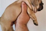 $700 : pure breed French bull-dog pup thumbnail