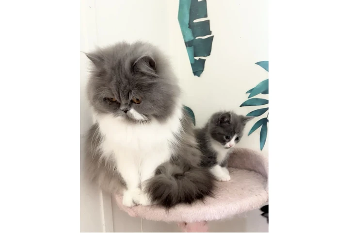 $220 : Persa doll face image 1