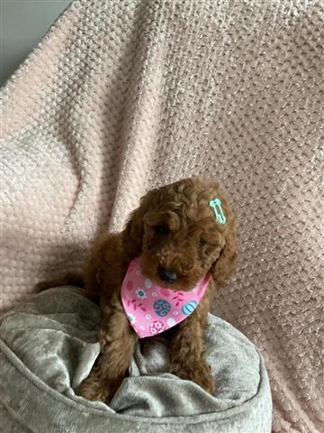 $300 : Cockapoo F1 girl ready now image 5