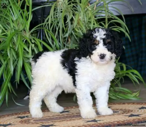 $240 : Bernese Mountain Dog Puppies image 1