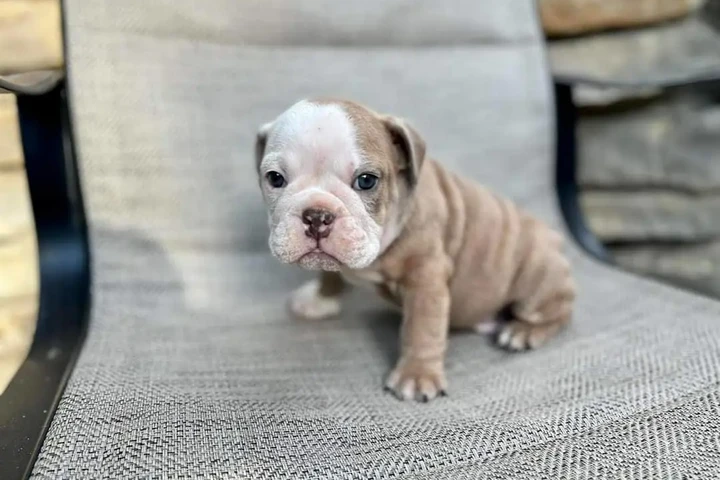 $350 : cachorros de bulldog inglés image 3