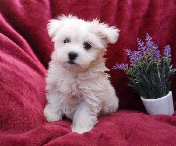 $500 : Adorable Maltese puppies image 1