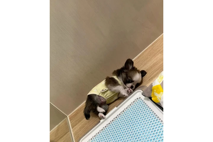 $350 : cachorros chihuahua image 1