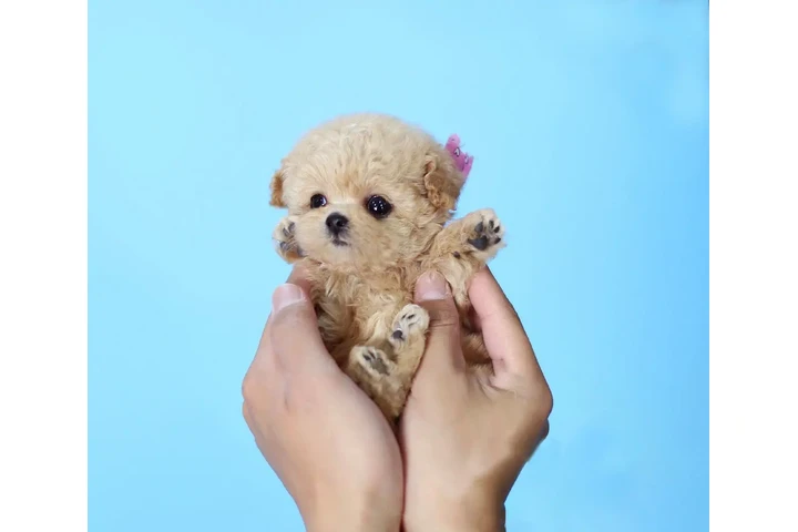 $350 : Micro Poodle image 2