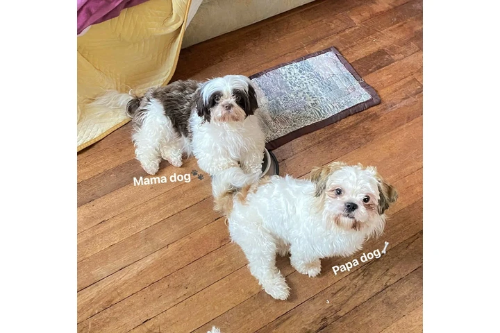 $350 : Cachorros Shihtzu en venta image 6