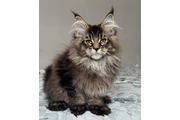 $1200 : Maine coon kittens thumbnail