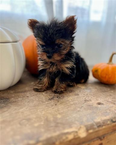 $350 : Yorkies a la venta image 2