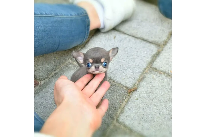$350 : chihuahua image 4