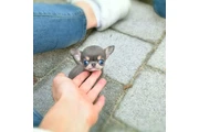 $350 : chihuahua thumbnail