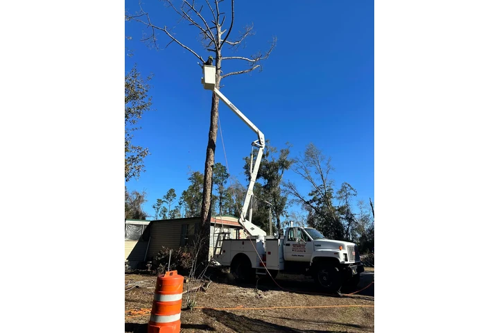 Professional Tree Services image 7