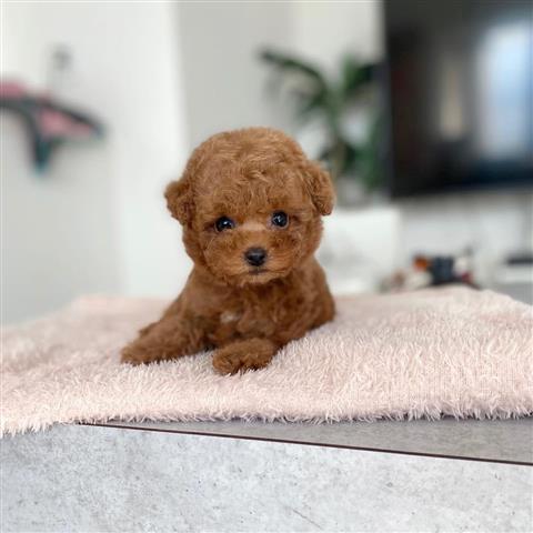 $250 : Toy Poodle image 1