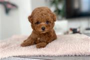 Toy Poodle en Portland ME