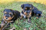 $450 : healthy yorkie puppies thumbnail