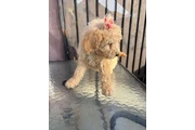 Standar Golden doodle puppies en Los Angeles
