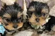 Dos fantastico Yorkie a venta