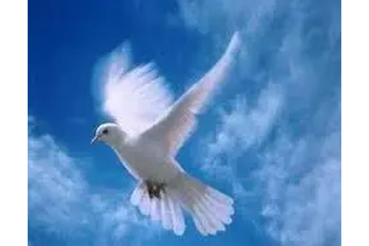 LA MEJOR MEDIUM DE MEXICO image 2