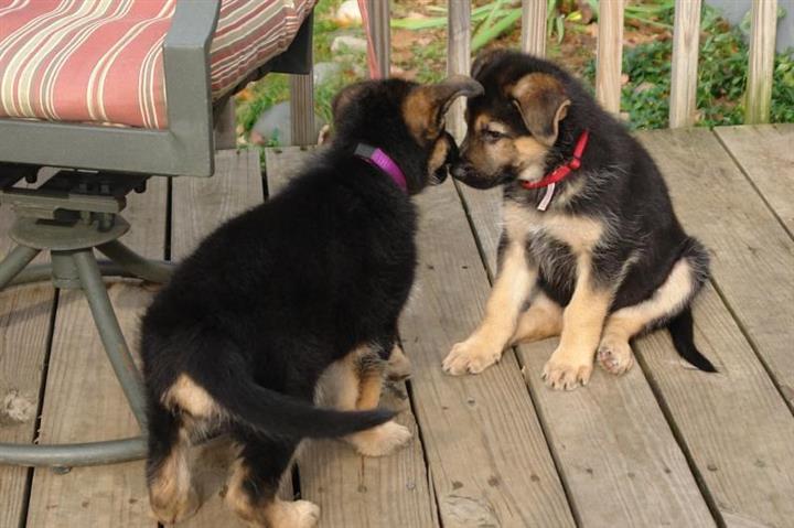 $500 : German Shepherd puppies Availa image 3