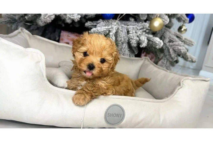 $350 : taza de té maltipoo cachorros image 2