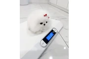 $350 : Cachorros de Pomerania thumbnail