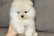 $500 : Pomeranian puppies thumbnail