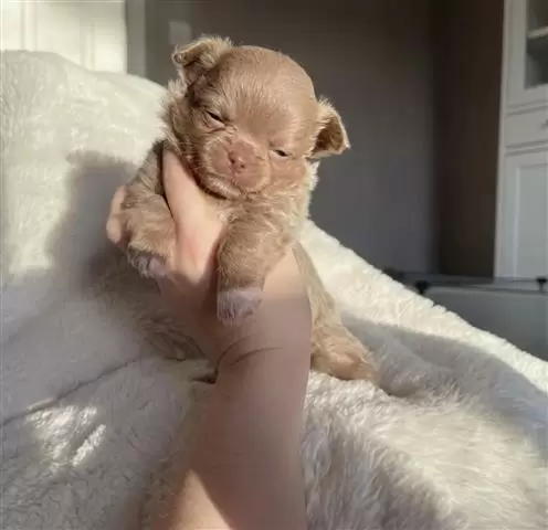 $300 : Teacup Chihuahua puppy for sal image 3