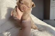 $300 : Chihuahua puppy for adoption thumbnail