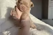 $300 : Teacup Chihuahua puppy for sal thumbnail