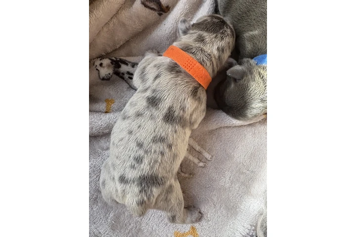$1600 : Beautiful French Bulldog Pupps image 2