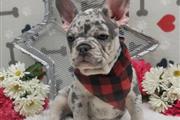 $850 : French bulldog for adoption thumbnail