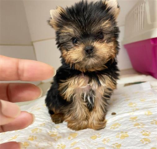 $350 : Yorkies a la venta image 1