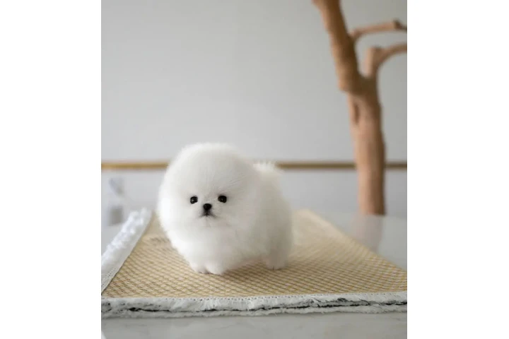 $600 POM image 3