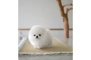 $600 POM thumbnail