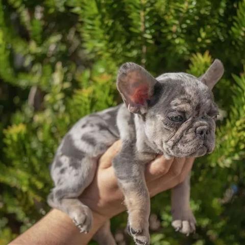 $300 : French bulldog and Pomeranian image 9