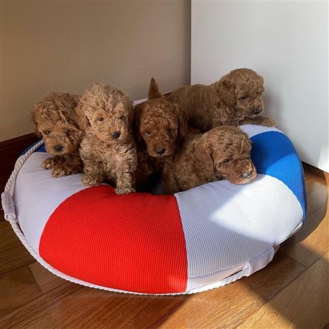 $260 : Poodle girls puppies for sale image 1