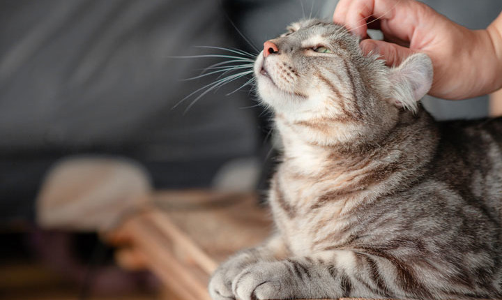 Gatito recibiendo caricias de una persona