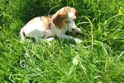 $500 : sweet cachorros Beagles thumbnail