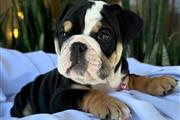 Cachorrita Bulldog Inglés en Newark