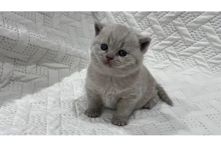 $210 : British Shorthair azul listo image 1