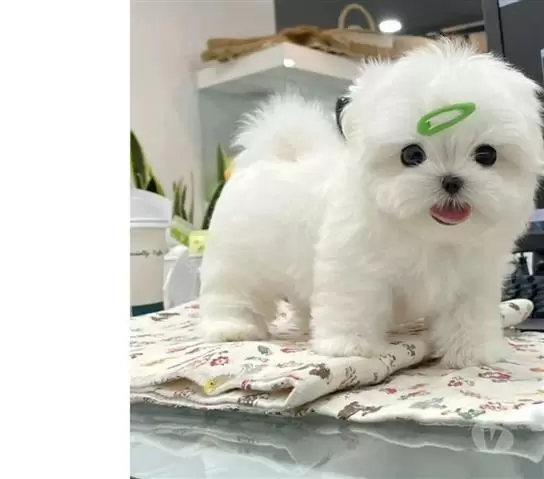 $600 : Bichón Maltés Mini Toy,UPDATED image 1