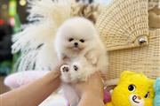 Cachorros de Pomerania en New York