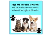 dog care-cat at Kendall, FL en Miami
